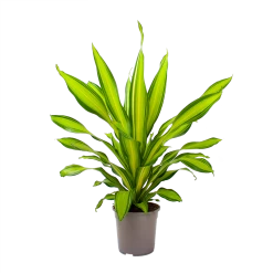 Dracaena Charley - Drakenbloedboom - P24 H95 - Kamerplant -Groene Tuin Verkoop dracaena charley drakenbloedboom p24 h95 3
