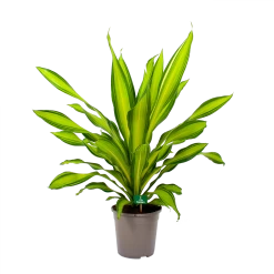 Dracaena Charley - Drakenbloedboom - P24 H95 - Kamerplant -Groene Tuin Verkoop dracaena charley drakenbloedboom p24 h95 4