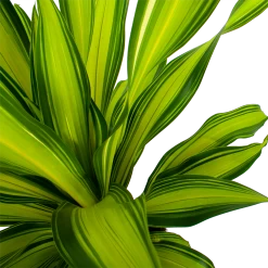 Dracaena Charley - Drakenbloedboom - P24 H95 - Kamerplant -Groene Tuin Verkoop dracaena charley drakenbloedboom p24 h95 5