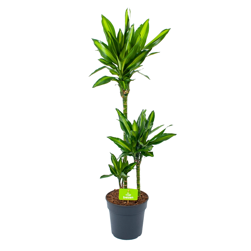 Dracaena Cintho - Op Stam - Drakenbloedboom - P21 H100 - Kamerplant 1 Dracaena Cintho - Op Stam - Drakenbloedboom - P21 H100 - Kamerplant
