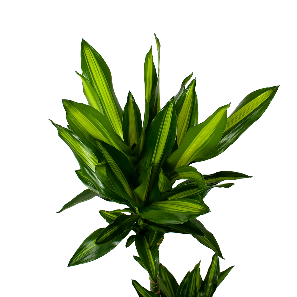 Dracaena Cintho - Op Stam - Drakenbloedboom - P21 H100 - Kamerplant 2 Dracaena Cintho - Op Stam - Drakenbloedboom - P21 H100 - Kamerplant - Afbeelding 2