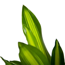 Dracaena Cintho - Op Stam - Drakenbloedboom - P21 H100 - Kamerplant 6 Dracaena Cintho - Op Stam - Drakenbloedboom - P21 H100 - Kamerplant -Groene Tuin Verkoop dracaena cintho op stam drakenbloedboom p21 h100 6 1