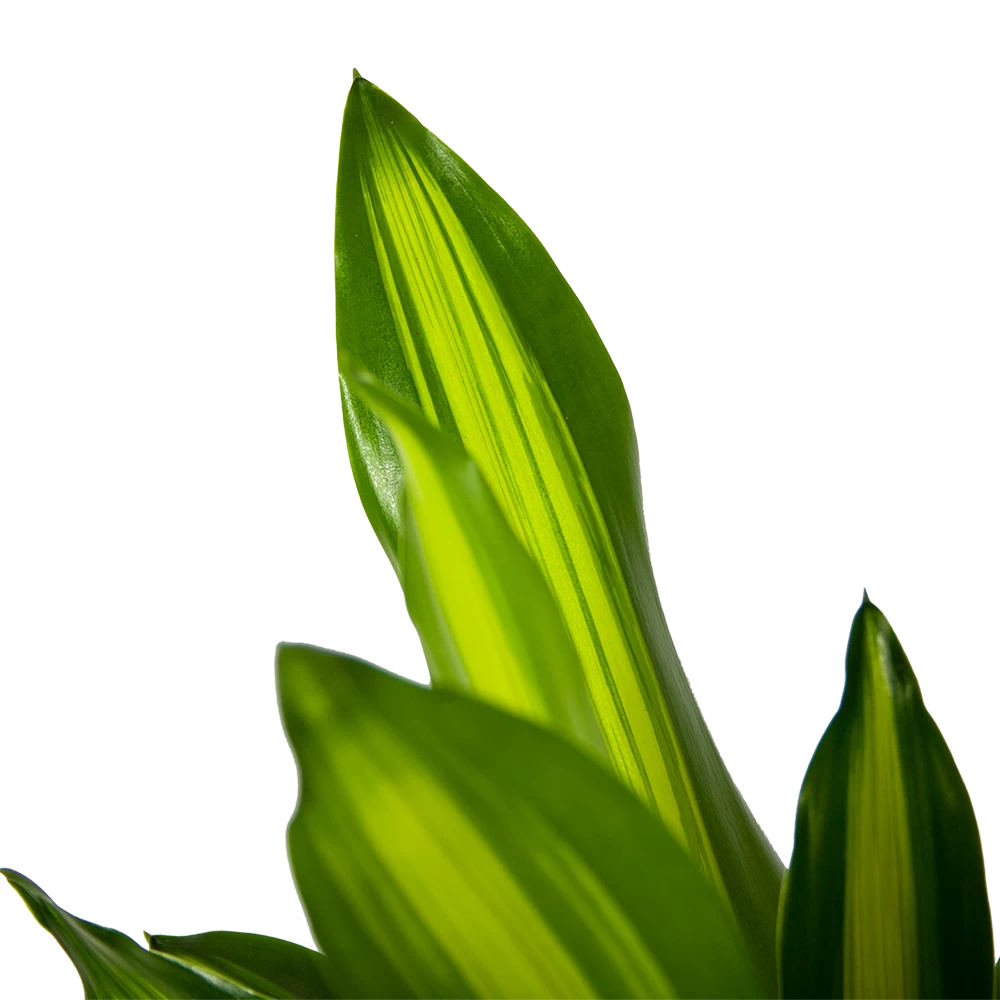 Dracaena Cintho - Op Stam - Drakenbloedboom - P21 H100 - Kamerplant 3 Dracaena Cintho - Op Stam - Drakenbloedboom - P21 H100 - Kamerplant - Afbeelding 3