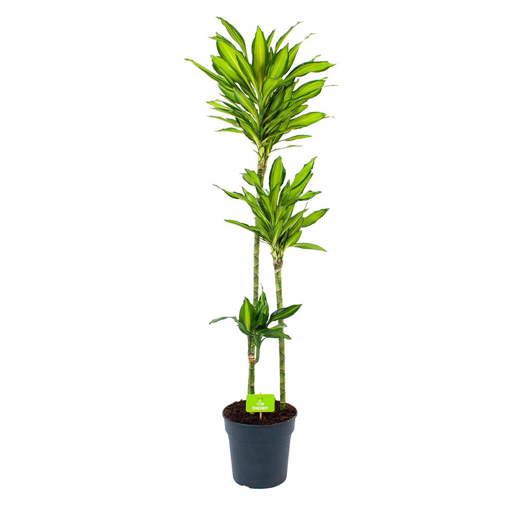 Dracaena Cintho - Op Stam - Drakenbloedboom - P24 H150 - Kamerplant 1 Dracaena Cintho - Op Stam - Drakenbloedboom - P24 H150 - Kamerplant