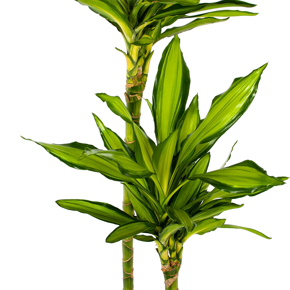 Dracaena Cintho - Op Stam - Drakenbloedboom - P24 H150 - Kamerplant 2 Dracaena Cintho - Op Stam - Drakenbloedboom - P24 H150 - Kamerplant - Afbeelding 2