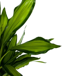 Dracaena Cintho - Op Stam - Drakenbloedboom - P24 H150 - Kamerplant 6 Dracaena Cintho - Op Stam - Drakenbloedboom - P24 H150 - Kamerplant -Groene Tuin Verkoop dracaena cintho op stam drakenbloedboom p24 h150 6 1