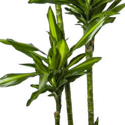 Dracaena Cintho - Op Stam - Drakenbloedboom - P27 H190 - Kamerplant -Groene Tuin Verkoop dracaena cintho op stam drakenbloedboom p27 h190 6