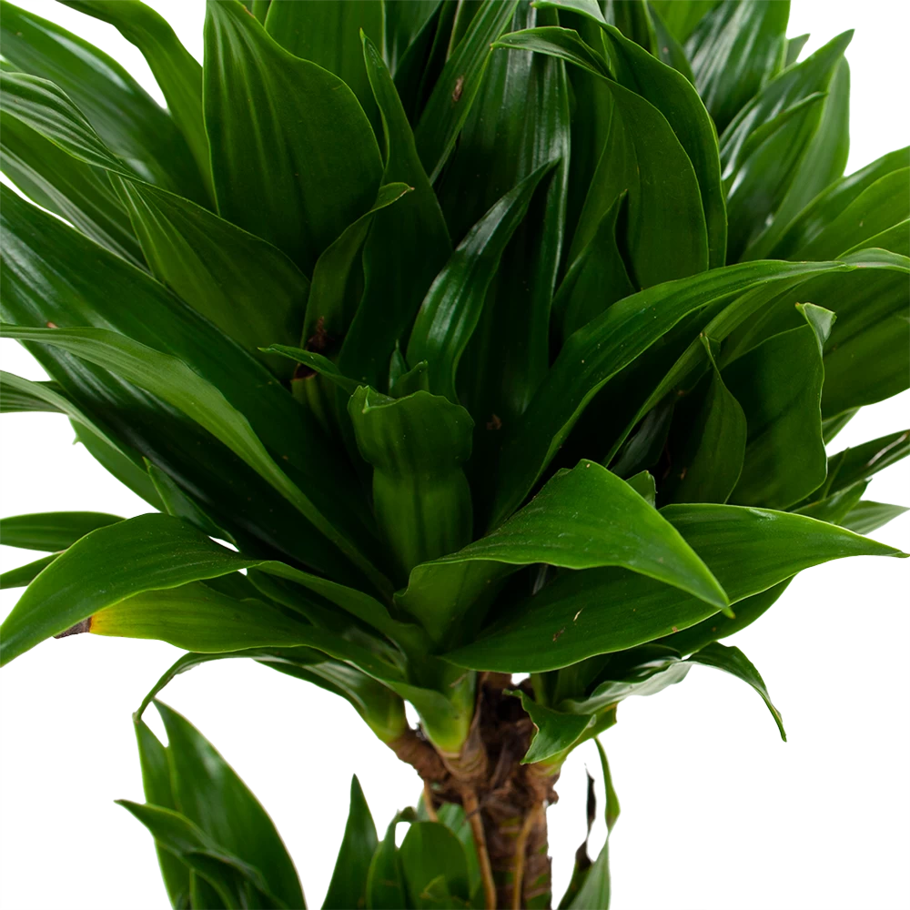Dracaena Compacta - Op Stam - Drakenbloedboom - P17 H55 - Kamerplant 2 Dracaena Compacta - Op Stam - Drakenbloedboom - P17 H55 - Kamerplant - Afbeelding 2