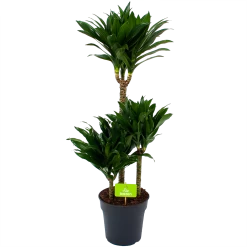 Dracaena Compacta - Op Stam - Drakenbloedboom - P21 H100 - Kamerplant