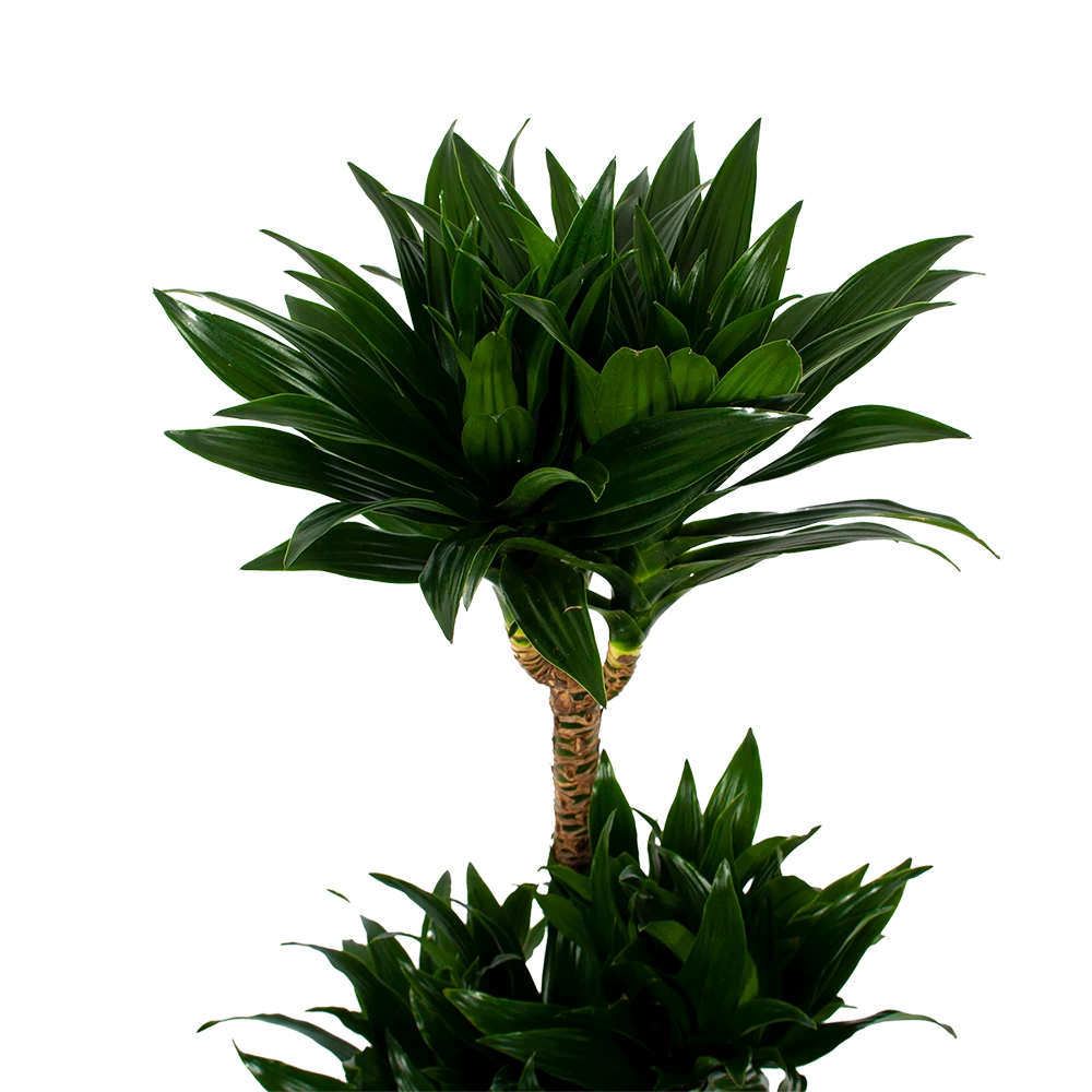 Dracaena Compacta - Op Stam - Drakenbloedboom - P21 H100 - Kamerplant 2 Dracaena Compacta - Op Stam - Drakenbloedboom - P21 H100 - Kamerplant - Afbeelding 2