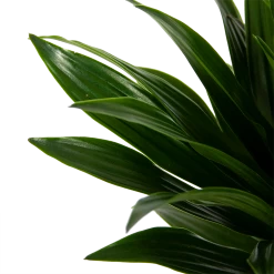Dracaena Compacta - Op Stam - Drakenbloedboom - P21 H100 - Kamerplant 6 Dracaena Compacta - Op Stam - Drakenbloedboom - P21 H100 - Kamerplant -Groene Tuin Verkoop dracaena compacta op stam drakenbloedboom p21 h100 6