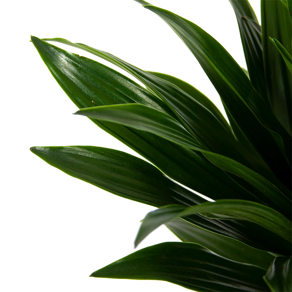Dracaena Compacta - Op Stam - Drakenbloedboom - P21 H100 - Kamerplant 3 Dracaena Compacta - Op Stam - Drakenbloedboom - P21 H100 - Kamerplant - Afbeelding 3