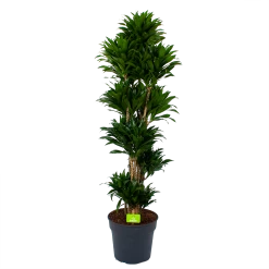 Dracaena Compacta - Vertakt - Drakenbloedboom - P34 H170 - Kamerplant