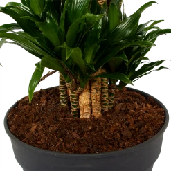 Dracaena Compacta - Vertakt - Drakenbloedboom - P34 H170 - Kamerplant -Groene Tuin Verkoop dracaena compacta vertakt drakenbloedboom p34 h170 6 1