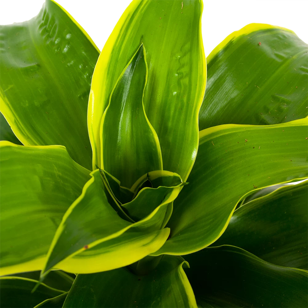 Dracaena Dorado - Drakenbloedboom - P17 H55 - Kamerplant 2 Dracaena Dorado - Drakenbloedboom - P17 H55 - Kamerplant - Afbeelding 2