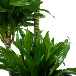 Dracaena Green Jewel - Op Stam - Drakenbloedboom - P28 H140 - Kamerplant -Groene Tuin Verkoop dracaena green jewel op stam drakenbloedboom p28 h140 6