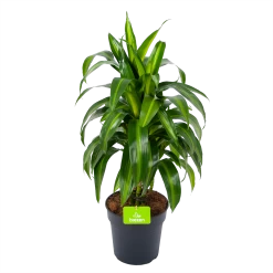 Dracaena Hawaiiana - Vertrakt - Drakenbloedboom - P21 H80 - Kamerplant