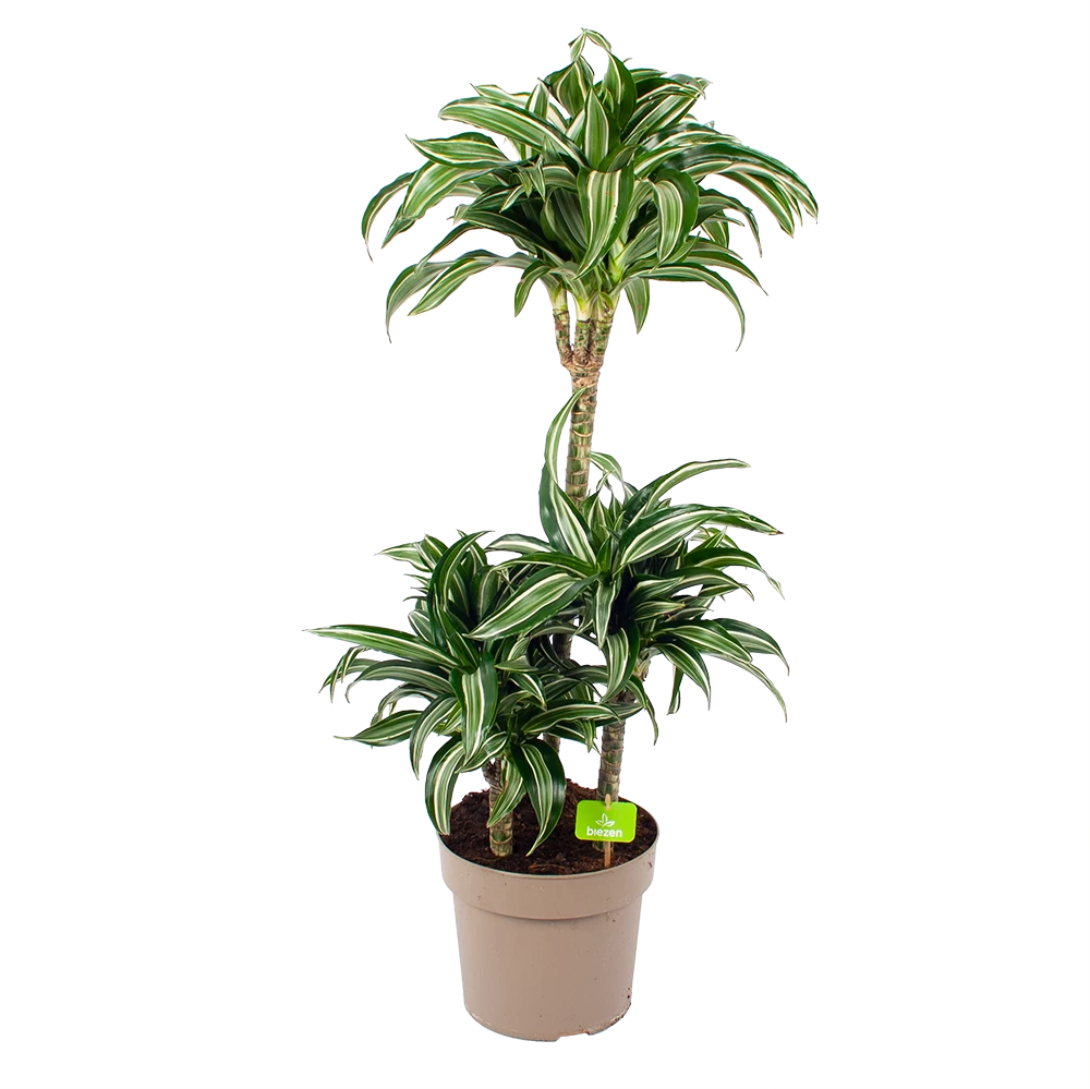 Dracaena Jade Jewel - Op Stam - Drakenbloedboom - P24 H100 - Kamerplant 1 Dracaena Jade Jewel - Op Stam - Drakenbloedboom - P24 H100 - Kamerplant