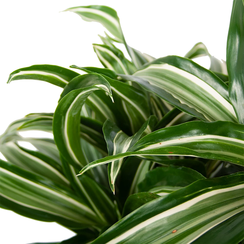 Dracaena Jade Jewel - Op Stam - Drakenbloedboom - P24 H100 - Kamerplant 2 Dracaena Jade Jewel - Op Stam - Drakenbloedboom - P24 H100 - Kamerplant - Afbeelding 2