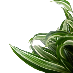 Dracaena Jade Jewel - Op Stam - Drakenbloedboom - P24 H100 - Kamerplant 7 Dracaena Jade Jewel - Op Stam - Drakenbloedboom - P24 H100 - Kamerplant -Groene Tuin Verkoop dracaena jade jewel op stam drakenbloedboom p24 h100 5