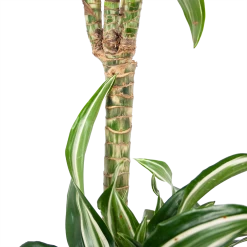 Dracaena Jade Jewel - Op Stam - Drakenbloedboom - P24 H100 - Kamerplant 8 Dracaena Jade Jewel - Op Stam - Drakenbloedboom - P24 H100 - Kamerplant -Groene Tuin Verkoop dracaena jade jewel op stam drakenbloedboom p24 h100 6
