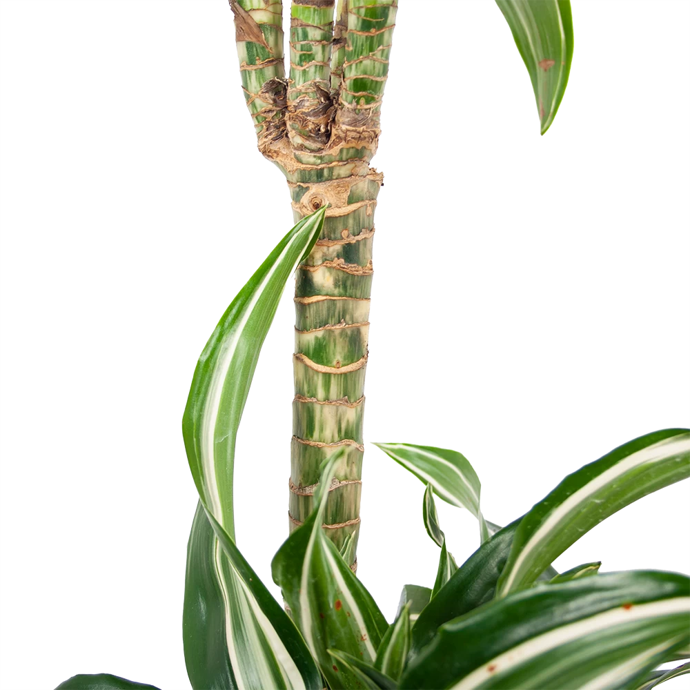 Dracaena Jade Jewel - Op Stam - Drakenbloedboom - P24 H100 - Kamerplant 4 Dracaena Jade Jewel - Op Stam - Drakenbloedboom - P24 H100 - Kamerplant - Afbeelding 4