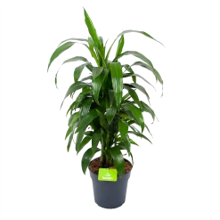 Dracaena Janet Craig - Vertrakt - Drakenbloedboom - P21 H80 - Kamerplant