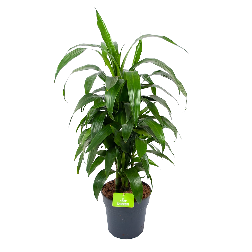 Dracaena Janet Craig - Vertrakt - Drakenbloedboom - P21 H80 - Kamerplant 1 Dracaena Janet Craig - Vertrakt - Drakenbloedboom - P21 H80 - Kamerplant