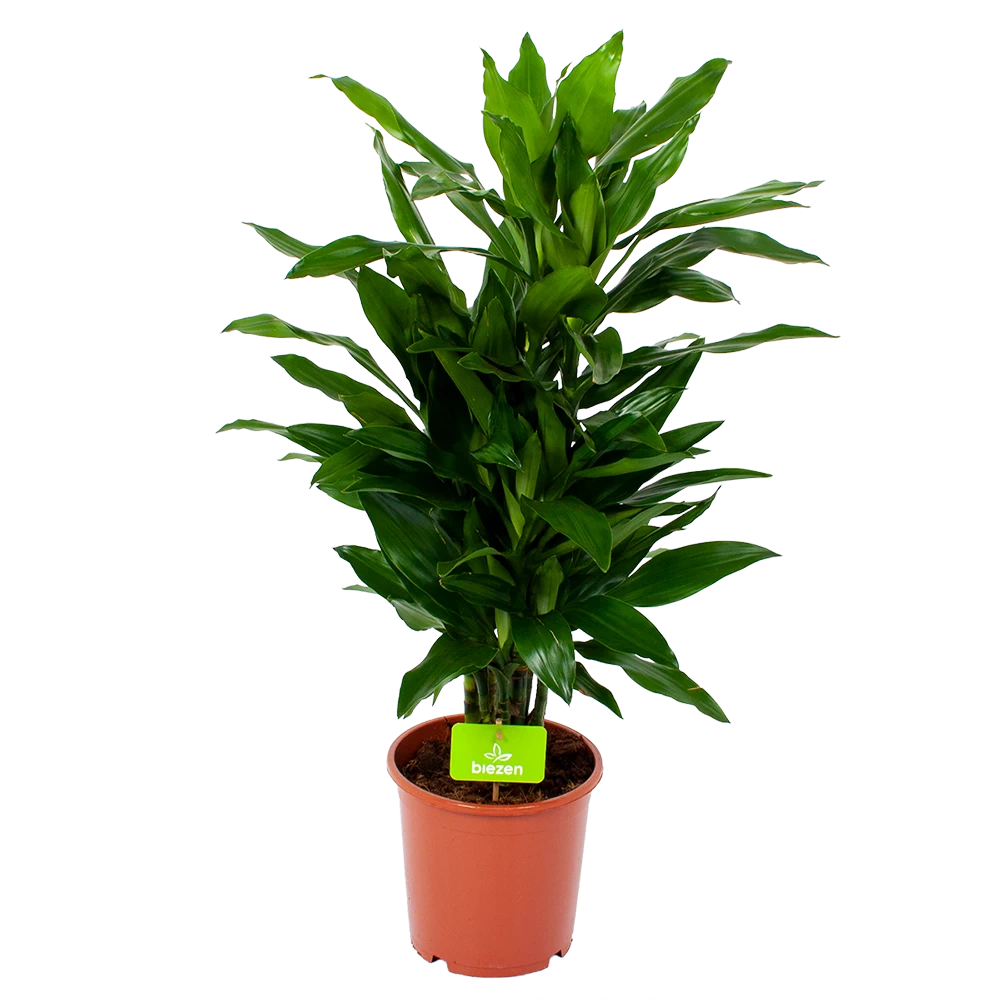 Dracaena Janet Lind - Vertakt - Drakenbloedboom - P21 H80 - Kamerplant 1 Dracaena Janet Lind - Vertakt - Drakenbloedboom - P21 H80 - Kamerplant