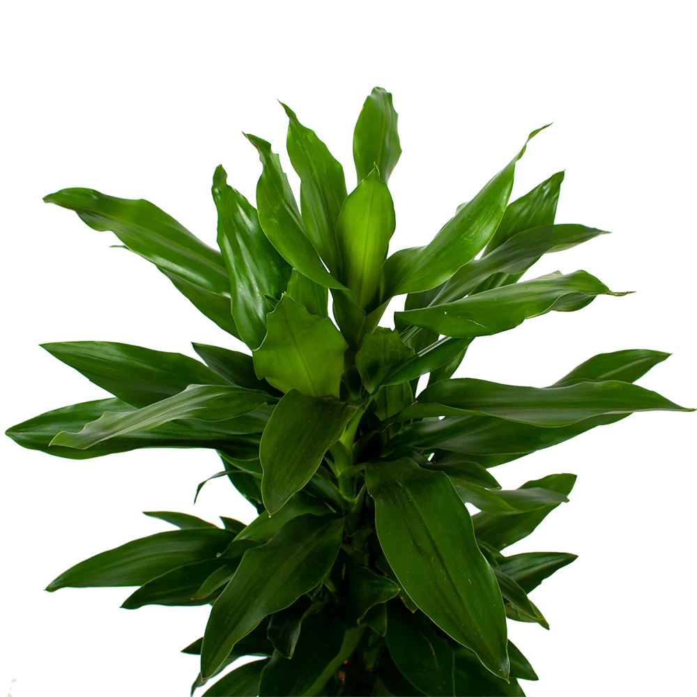 Dracaena Janet Lind - Vertakt - Drakenbloedboom - P21 H80 - Kamerplant 2 Dracaena Janet Lind - Vertakt - Drakenbloedboom - P21 H80 - Kamerplant - Afbeelding 2