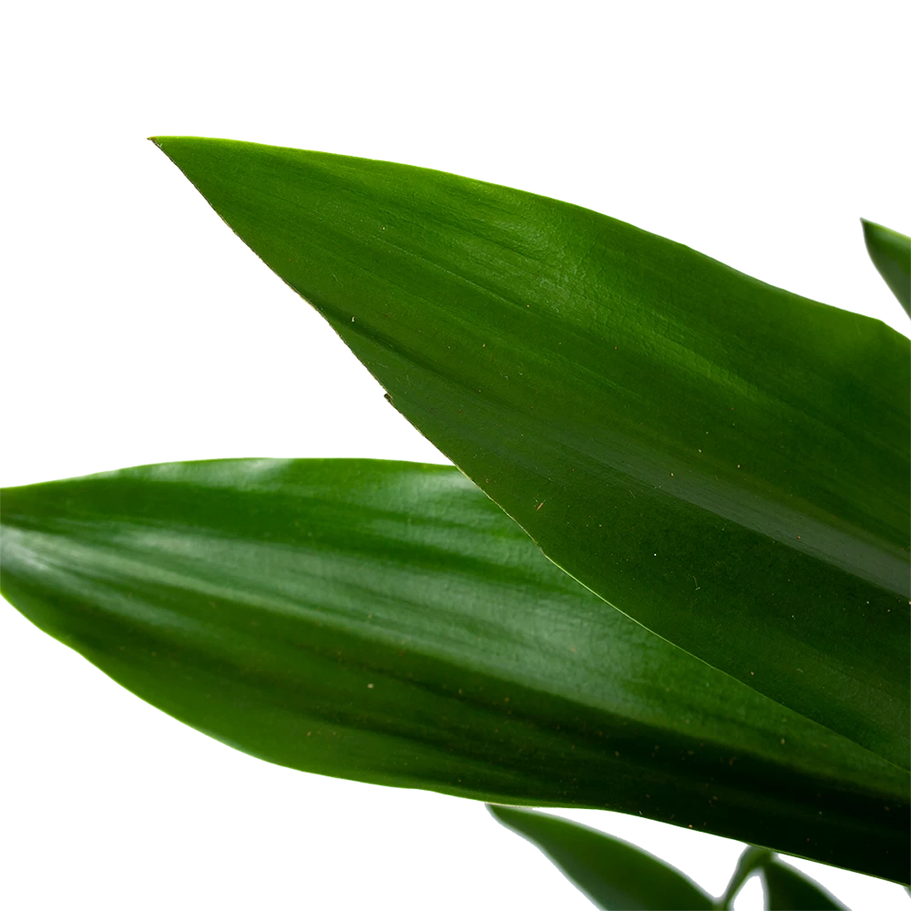 Dracaena Janet Lind - Vertakt - Drakenbloedboom - P21 H80 - Kamerplant 3 Dracaena Janet Lind - Vertakt - Drakenbloedboom - P21 H80 - Kamerplant - Afbeelding 3