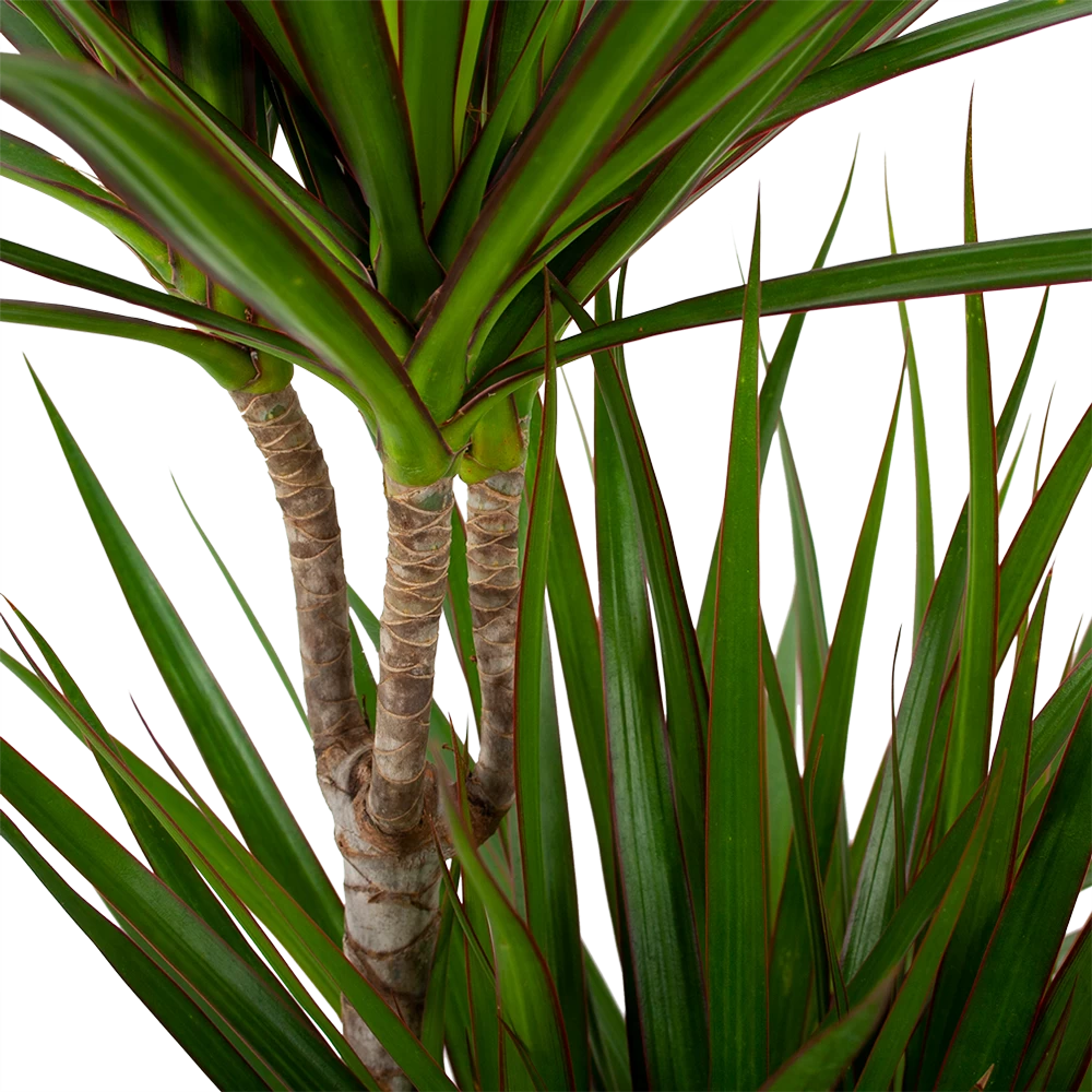 Dracaena Marginata Groen - Op Stam - Drakenbloedboom - P24 H120 - Kamerplant 2 Dracaena Marginata Groen - Op Stam - Drakenbloedboom - P24 H120 - Kamerplant - Afbeelding 2