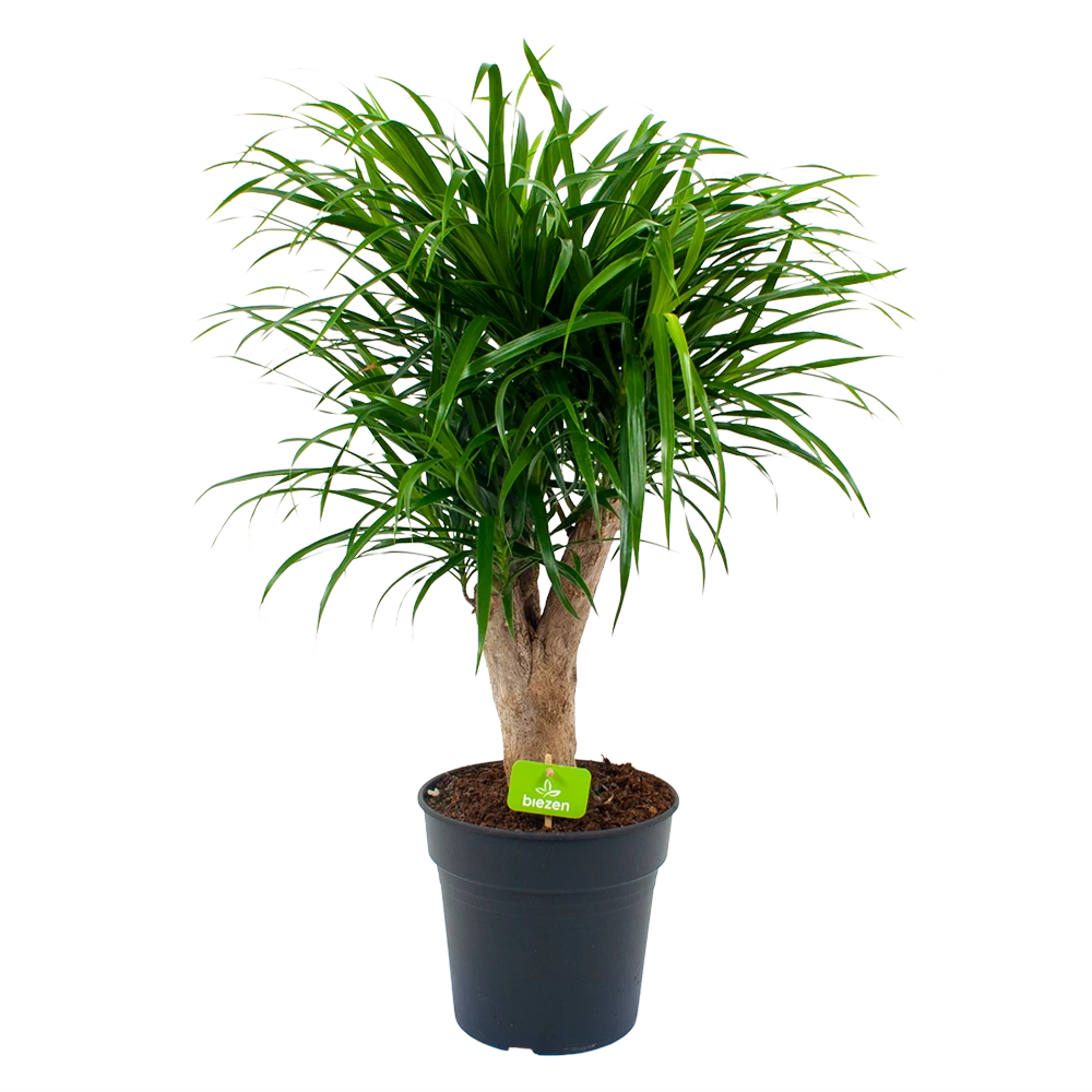 Dracaena Reflexa Anita - Enkele Stam - Drakenbloedboom - P21 H80 - Kamerplant 1 Dracaena Reflexa Anita - Enkele Stam - Drakenbloedboom - P21 H80 - Kamerplant