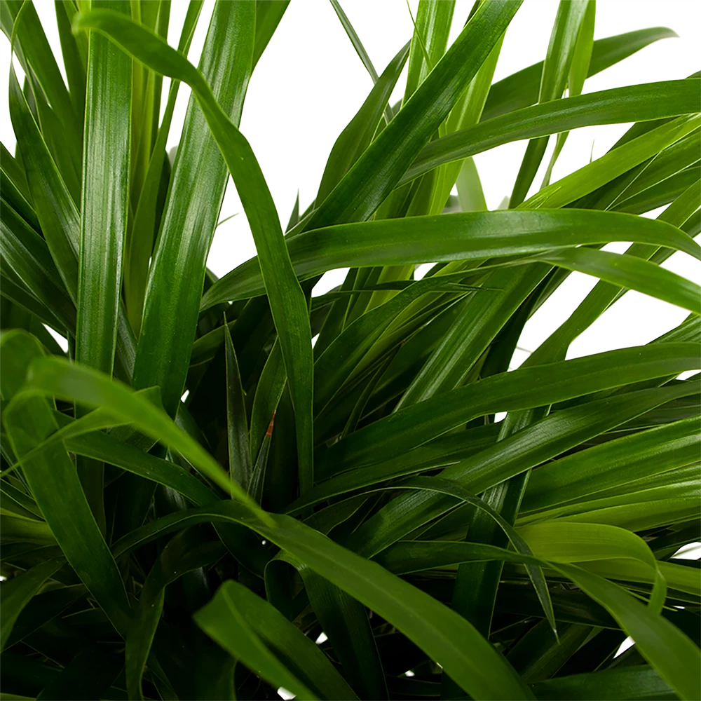 Dracaena Reflexa Anita - Enkele Stam - Drakenbloedboom - P21 H80 - Kamerplant 2 Dracaena Reflexa Anita - Enkele Stam - Drakenbloedboom - P21 H80 - Kamerplant - Afbeelding 2