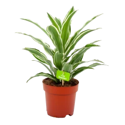 Dracaena White Jewel - Drakenbloedboom - P17 H45 - Kamerplant