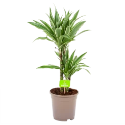 Dracaena White Stripe - Op Stam - Drakenbloedboom - P17 H65 - Kamerplant