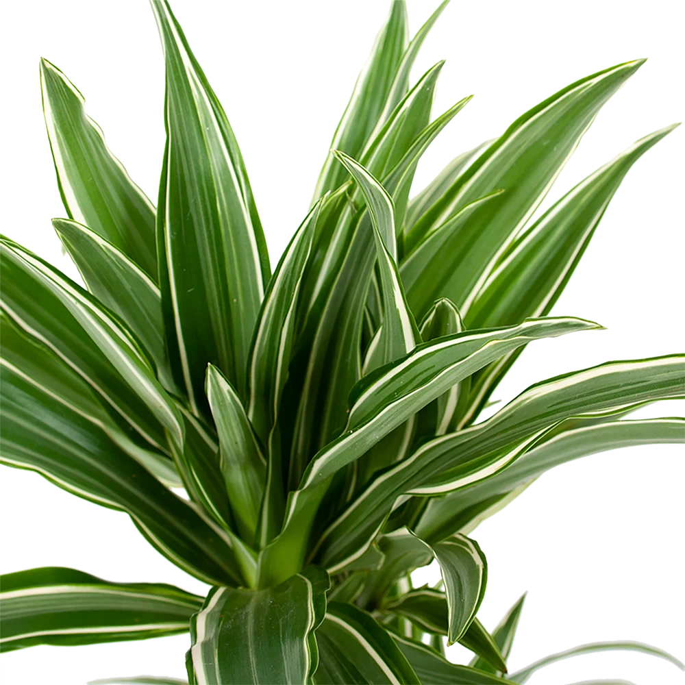 Dracaena White Stripe - Op Stam - Drakenbloedboom - P17 H65 - Kamerplant 2 Dracaena White Stripe - Op Stam - Drakenbloedboom - P17 H65 - Kamerplant - Afbeelding 2