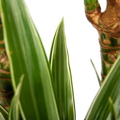 Dracaena White Stripe - Op Stam - Drakenbloedboom - P24 H150 - Kamerplant -Groene Tuin Verkoop dracaena white stripe op stam drakenbloedboom p24 h150 6 1