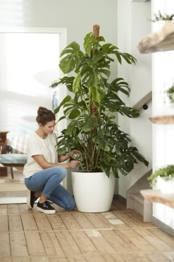 Bloempot Elho Brussels Rond 47cm - Met Wielen - Wit -Groene Tuin Verkoop elho brussels rond wielen 47 wit bloempot 7 7