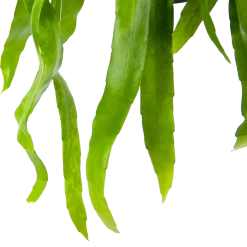 Epiphyllum Pumilum - In Hangpot - P17 H40 - Kamerplant -Groene Tuin Verkoop epiphyllum pumilum in hangpot p17 h40 6 1