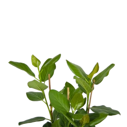 Ficus Benghalensis Audrey - Groene Vijg - Toef - P27 H80 - Kamerplant -Groene Tuin Verkoop ficus benghalensis audrey groene vijg toef p27 h80 kamerplant 4