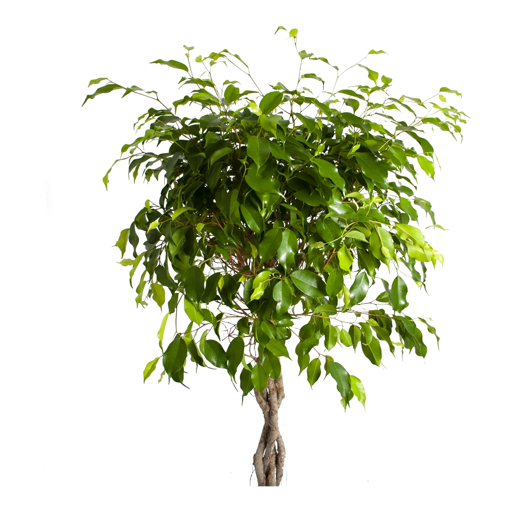 Ficus Benjamina Exotica Op Gevlochten Stam - Treurvijg - P24 H100 - Kamerplant 2 Ficus Benjamina Exotica Op Gevlochten Stam - Treurvijg - P24 H100 - Kamerplant - Afbeelding 2