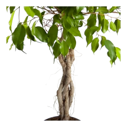 Ficus Benjamina Exotica Op Gevlochten Stam - Treurvijg - P24 H100 - Kamerplant 6 Ficus Benjamina Exotica Op Gevlochten Stam - Treurvijg - P24 H100 - Kamerplant -Groene Tuin Verkoop ficus benjamina exotica op gevlochten stam treurvijg p24 h100 3