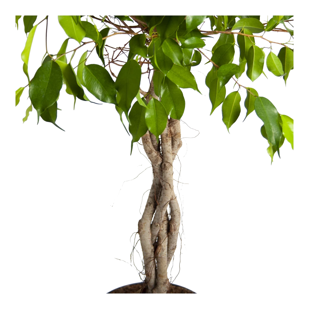 Ficus Benjamina Exotica Op Gevlochten Stam - Treurvijg - P24 H100 - Kamerplant 3 Ficus Benjamina Exotica Op Gevlochten Stam - Treurvijg - P24 H100 - Kamerplant - Afbeelding 3