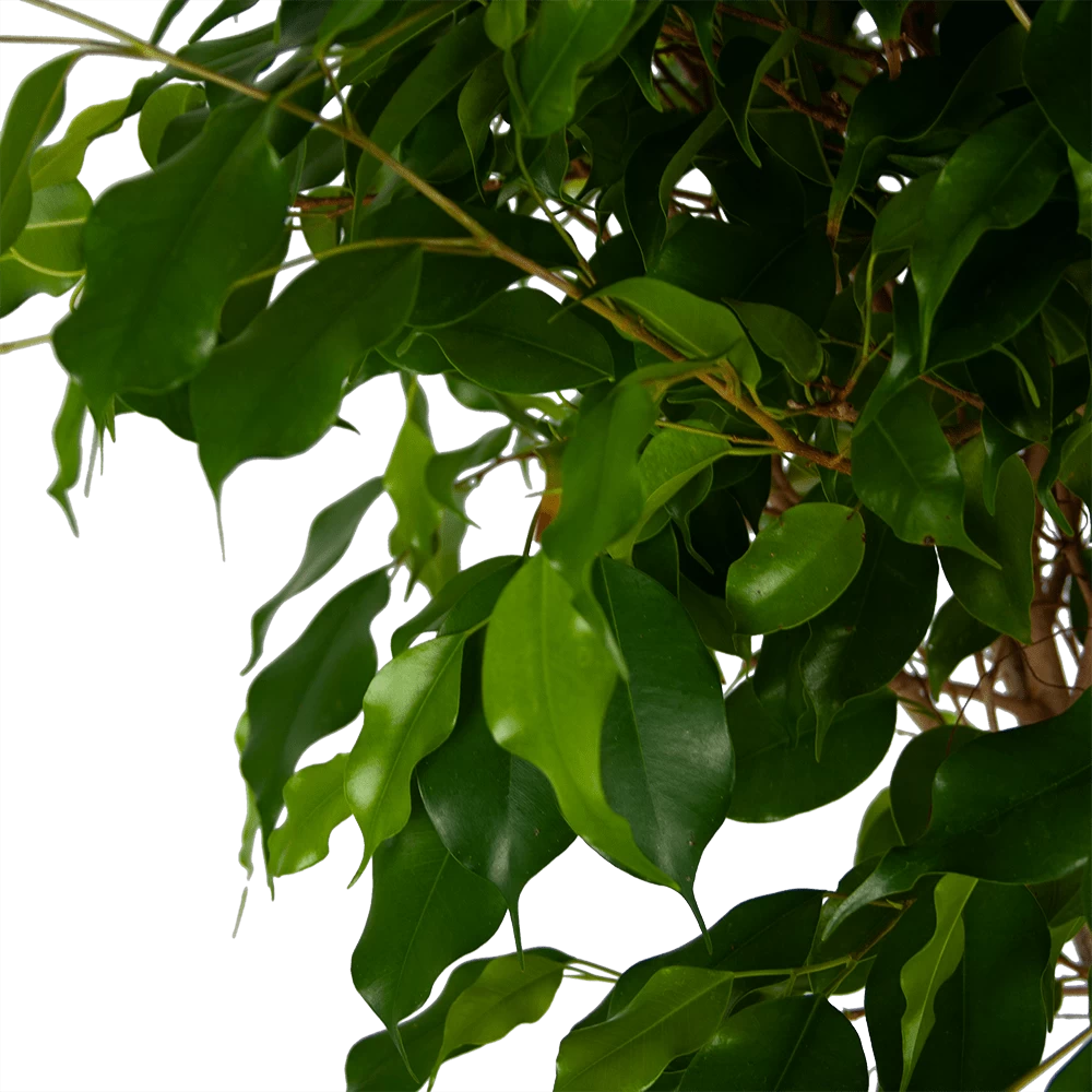 Ficus Benjamina Exotica Op Gevlochten Stam - Treurvijg - P27 H140 - Kamerplant 2 Ficus Benjamina Exotica Op Gevlochten Stam - Treurvijg - P27 H140 - Kamerplant - Afbeelding 2