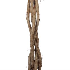 Ficus Benjamina Exotica Op Gevlochten Stam - Treurvijg - P27 H140 - Kamerplant 6 Ficus Benjamina Exotica Op Gevlochten Stam - Treurvijg - P27 H140 - Kamerplant -Groene Tuin Verkoop ficus benjamina exotica op gevlochten stam treurvijg p27 h140 6