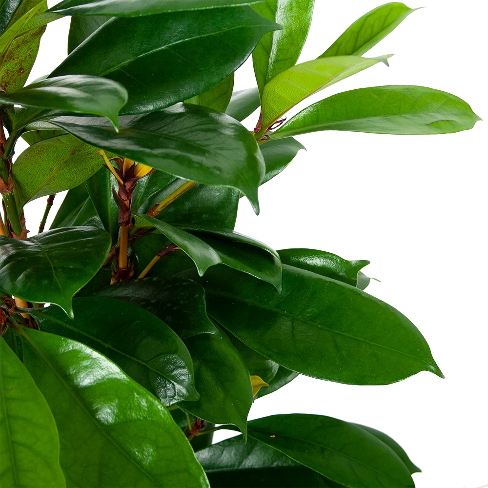 Ficus Cyathistipula - Groene Vijg - Toef - P21 H105 - Kamerplant - Afbeelding 2