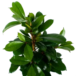 Ficus Cyathistipula - Groene Vijg - Toef - P21 H105 - Kamerplant -Groene Tuin Verkoop ficus cyathistipula groene vijg toef p21 h105 6 1