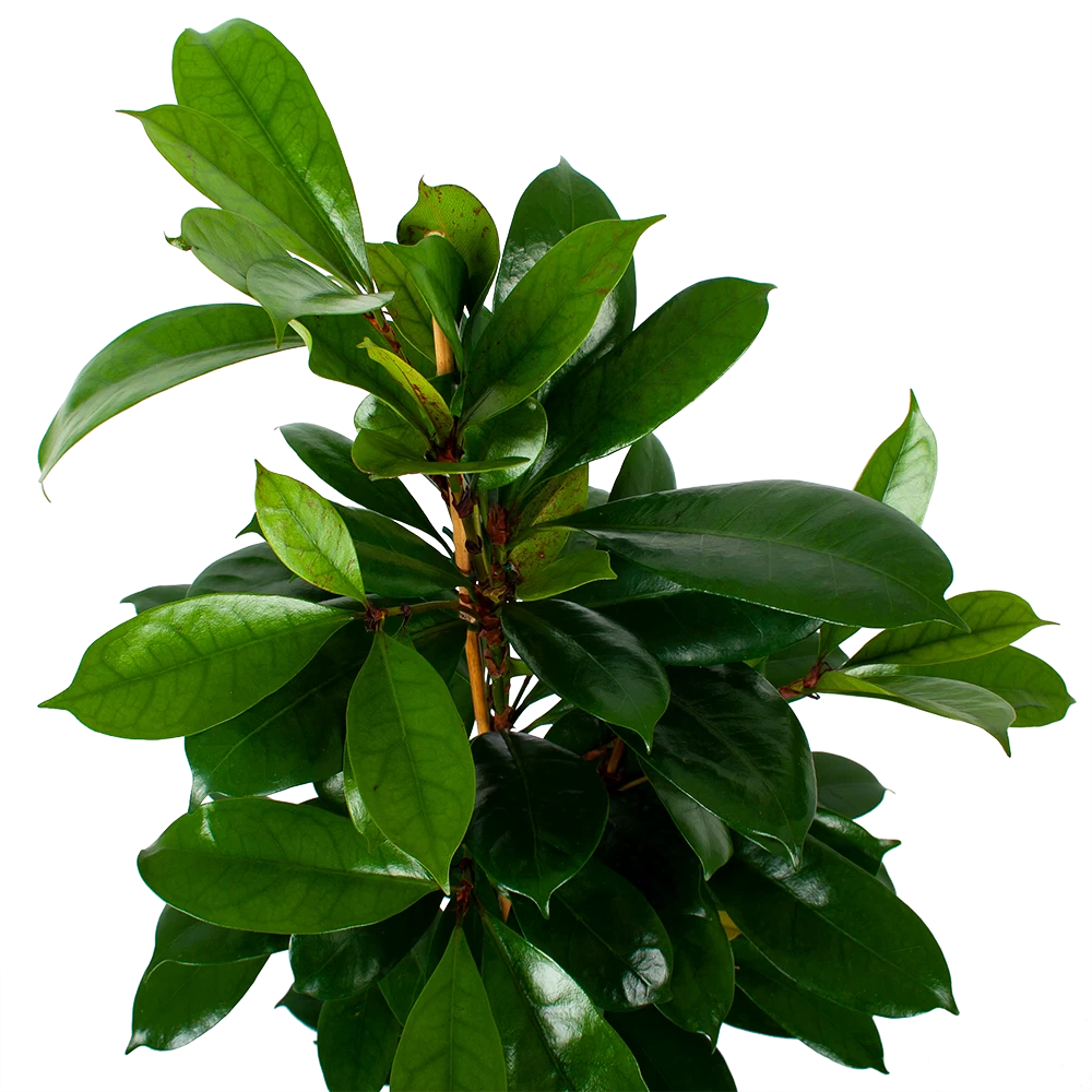 Ficus Cyathistipula - Groene Vijg - Toef - P21 H105 - Kamerplant - Afbeelding 3