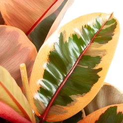 Ficus Elastica Belize - Rubberboom - P27 H100 - Kamerplant -Groene Tuin Verkoop ficus elastica belize rubberboom p27 h100 6